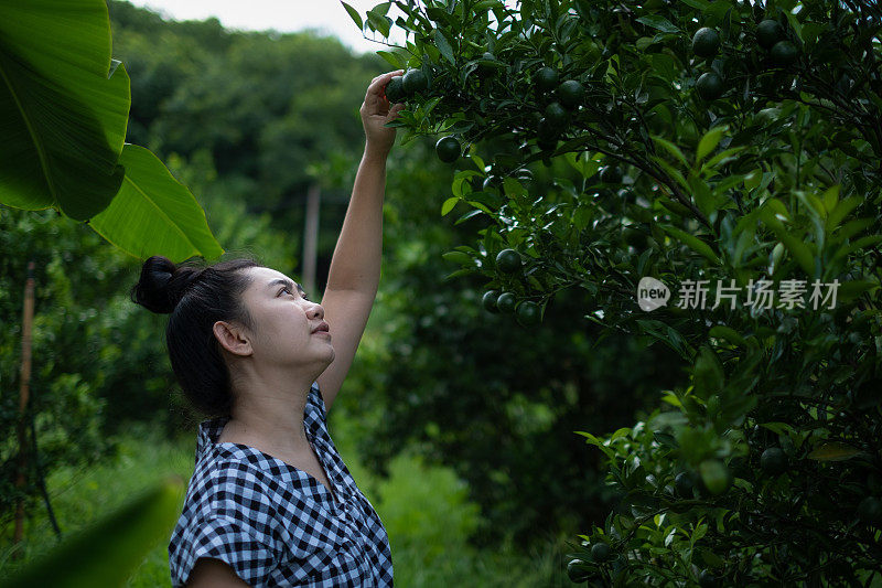 Young gardener Asian woman smiling and picking Thai honey tangerine oranges in the garden, Happiness and healthy lifestyle concept